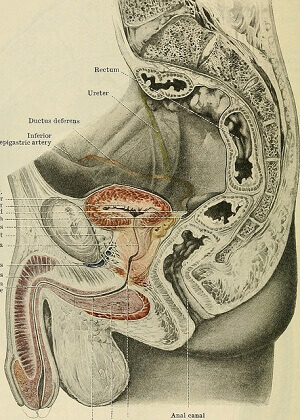 Male genitals diagram